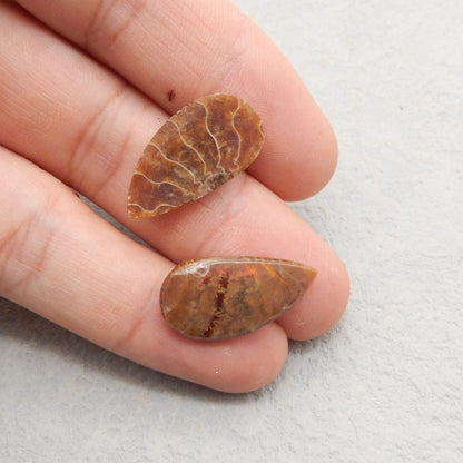 Natural Ammonite Fossil Earring Beads 24*13*3mm, 3.4g