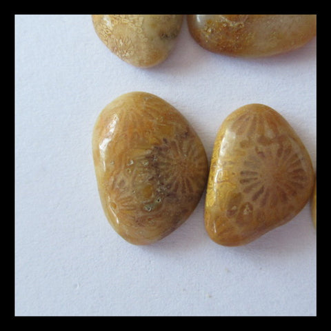 12 PCS Indonesian Fossll Coral Cabochon 12x8x4mm,14x10x3mm,7.3g - MyGemGarden