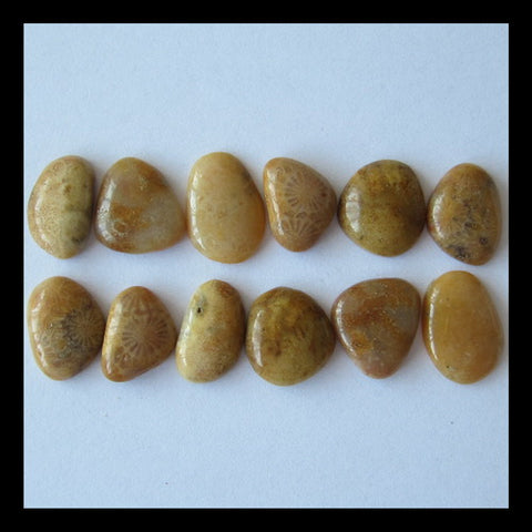 12 PCS Indonesian Fossll Coral Cabochon 12x8x4mm,14x10x3mm,7.3g - MyGemGarden