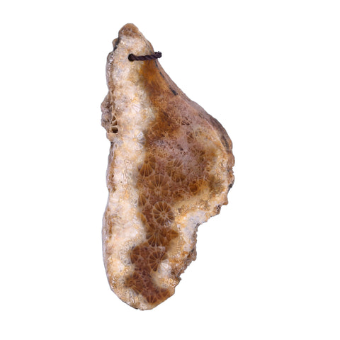 Natural Indonesian Fossil Coral Drilled Pendant Bead, 52x23x5mm, 9.5g - MyGemGarden
