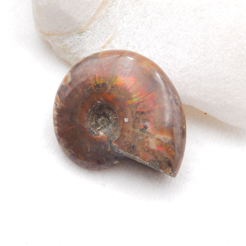Natural Ammonite Fossil Bead 46X36X13mm, 30.8g