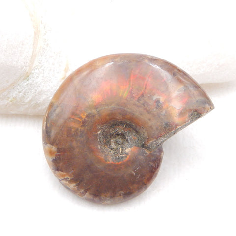 Natural Ammonite Fossil Bead 46X36X13mm, 30.8g