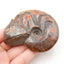 Natural Ammonite Fossil Carved chameleon