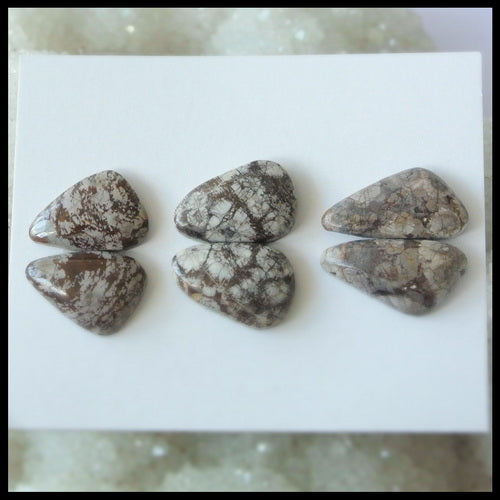 3Pairs Natural Commonite Gemstone Cabochon Pair, 20x10x5mm,17x12x5mm,7.35g - MyGemGarden