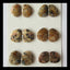 6 Pairs Petrified Wood Cabochon 16x15x4mm,20x17x4mm,20g - MyGemGarden