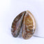 New Arrival Ammonite Fossil Cabochon Pair 27x12x4mm,4g - MyGemGarden