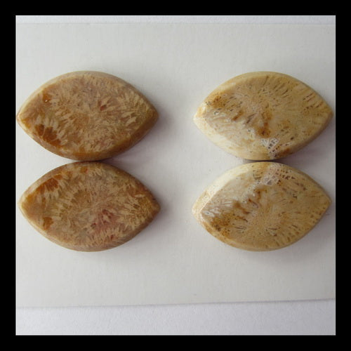 fossil Coral Cabochon,26x17x4mm,13g - MyGemGarden
