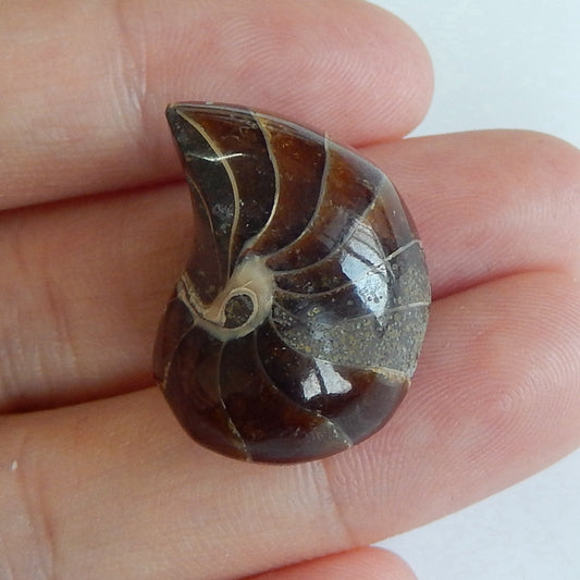 Natural Stone Ammonite Fossil Gemstone Cabochon, 23x18x16mm, 8.8g - MyGemGarden
