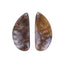 New Arrival Ammonite Fossil Cabochon Pair 27x12x4mm,4g - MyGemGarden