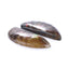 New Arrival Ammonite Fossil Cabochon Pair 27x12x4mm,4g - MyGemGarden
