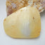 High Quality, Carved Shell Gemstone Cabochons, Craved horse Cabochons, 46x39x4mm, 11.3g - MyGemGarden